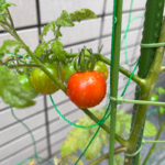 寮菜園！