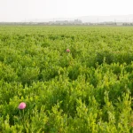 秋の学校説明会