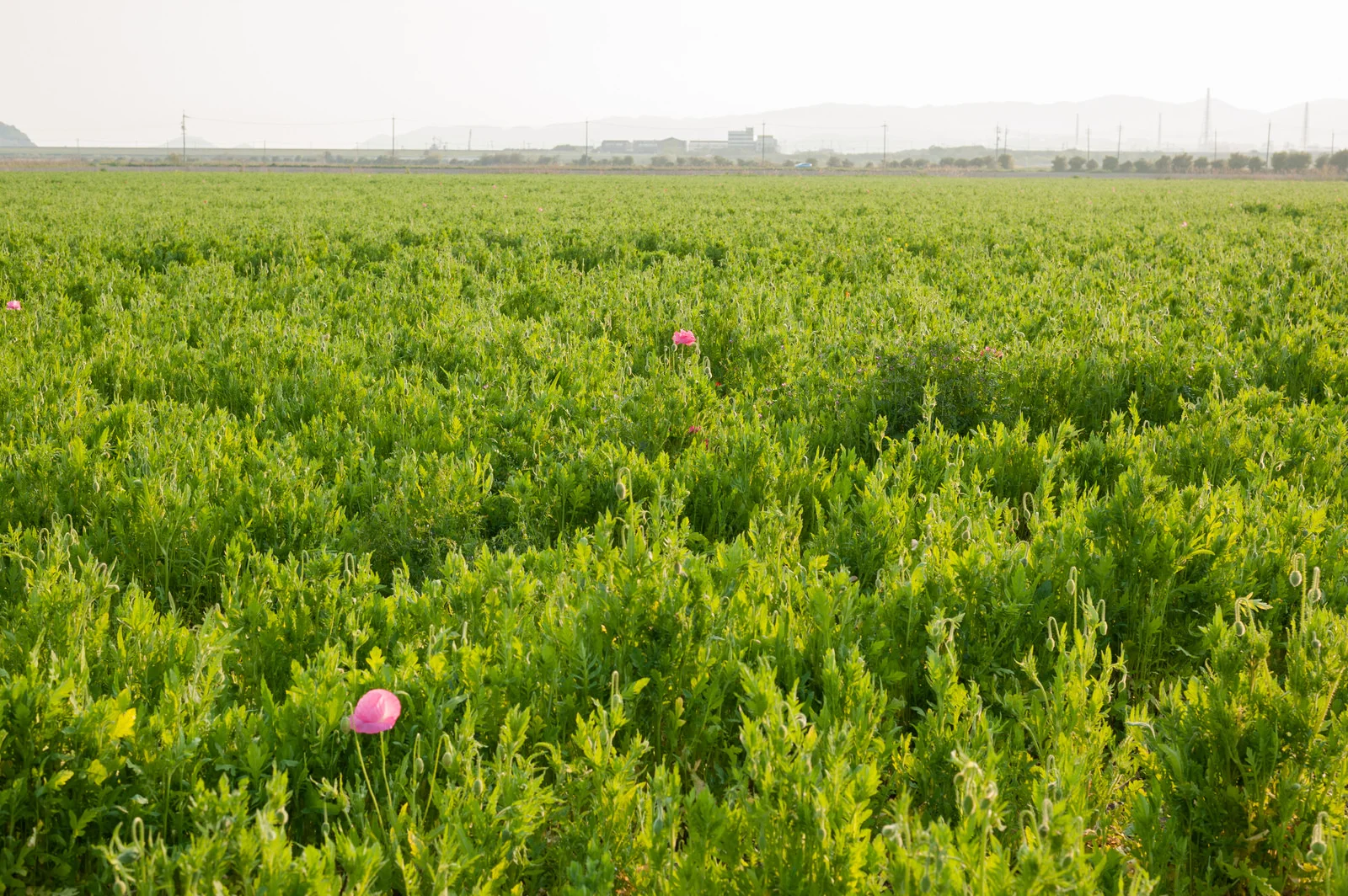 秋の学校説明会